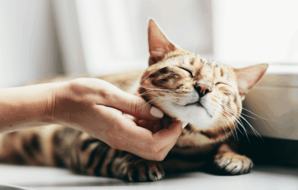 cat chin scratch