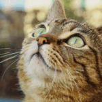 Series 3: Managing Bleeding & Preventing Enucleation Surgery Complications 