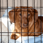Why High-Frequency Temperature Monitoring Is Critical in Veterinary Medicine 