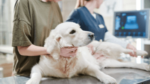 Golden retriever lying on a veterinary exam table during an ultrasound procedure, with a technician and ultrasound monitor visible in the background