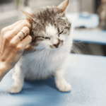 In-Clinic Feline Diagnostics: Cobalamin, Folate & Thyroid Testing 