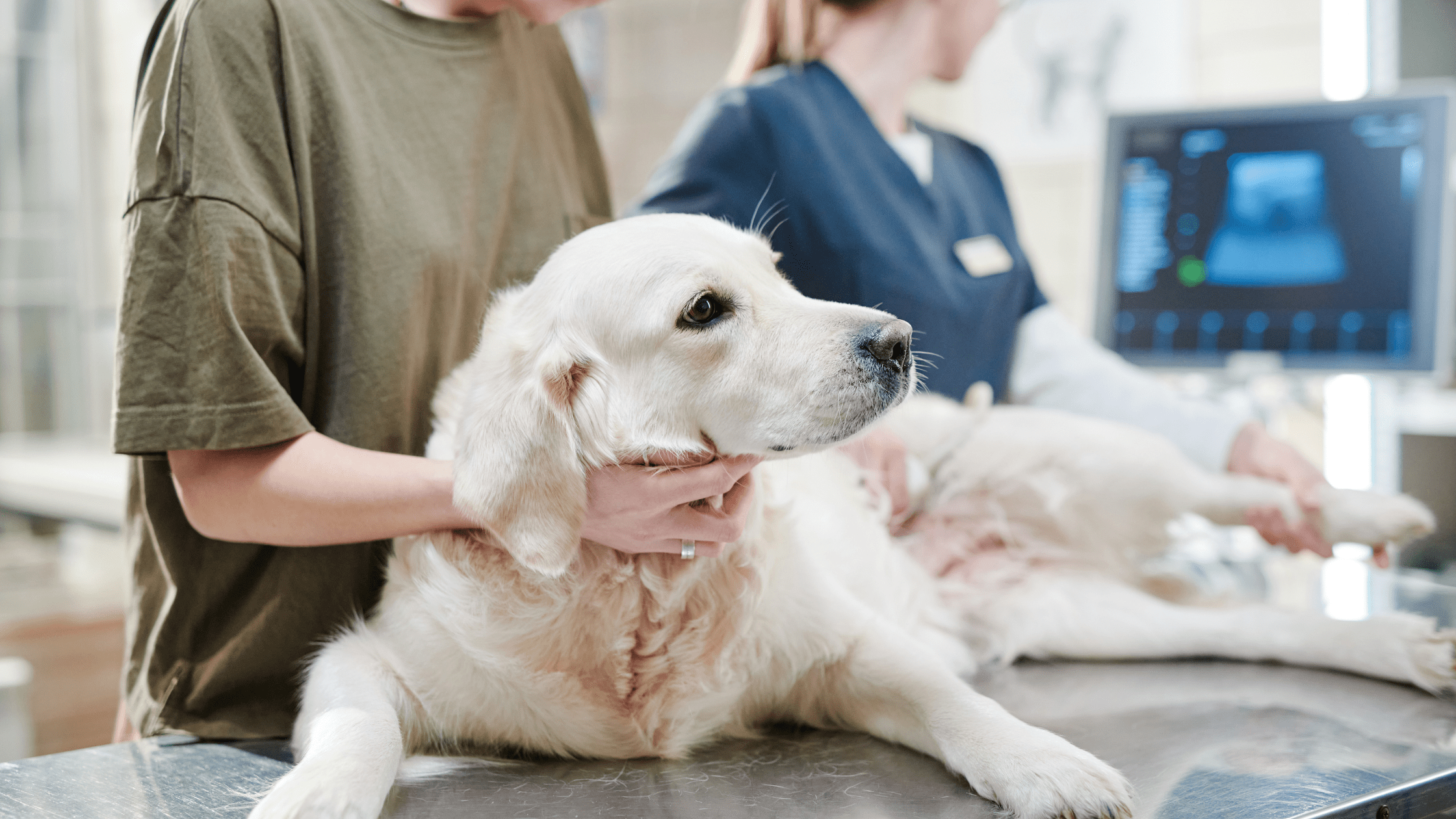 Golden retriever lying on a veterinary exam table during an ultrasound procedure, with a technician and ultrasound monitor visible in the background