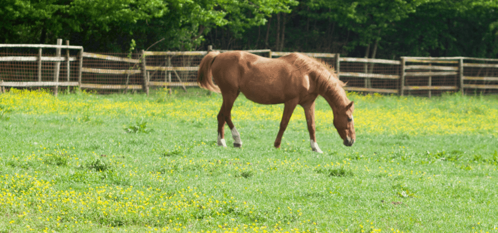 Chestnut horse grazing in a green pasture dotted with yellow wildflowers, with a wooden fence and trees in the background