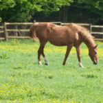 Laminitis in Horses: What Equine Vets Need to Know About Endocrine-Driven Cases