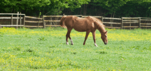 Chestnut horse grazing in a green pasture dotted with yellow wildflowers, with a wooden fence and trees in the background