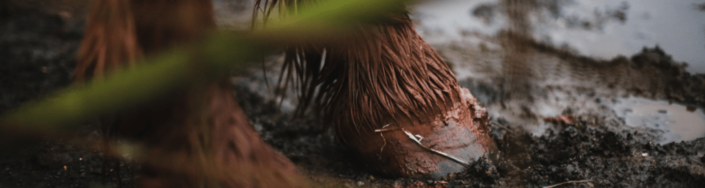 Close-up of a horse's hoof and feathered fetlock standing in muddy wet ground, partially obscured by green foliage in the foreground